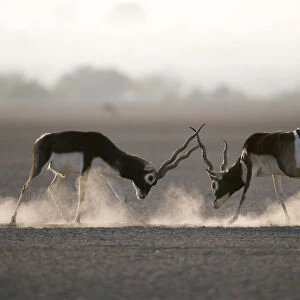 Blackbuck (Antilope cervicapra) two males fighting, Rajasthan, India