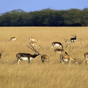 BlackbuckA(Antilope cervicapra), herd with males and females, Velavadar National Park
