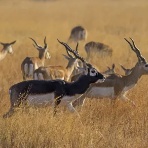 Blackbuck Herd Print, Velavadar National Park, Gujarat Blackbuck Herd Print, Velavadar National Park, Gujarat
