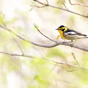 Blackburnian warbler (Dendroica fusca) male in breeding plumage, on branch with newly-emerging leaves in spring, near Salamanca, New York, USA, May Blackburnian warbler (Dendroica fusca) male in breeding plumage, on branch with newly-emerging leaves in spring, near Salamanca, New York, USA, May