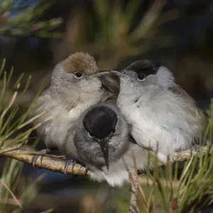 Blackcap (Sylvia atricapilla) female and two males huddling together for warmth before Blackcap (Sylvia atricapilla) female and two males huddling together for warmth before