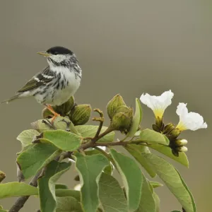 Blackpoll warbler (Setophaga striata) male perched on Mexican olive (Cordia boissieri)