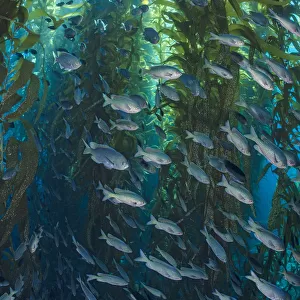 Blacksmiths (Chromis punctipinnis) school swam through a giant kelp (Macrocystis pyrifera) forest