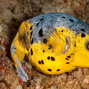 Blackspotted puffer (Arothron nigropunctatus) curled up on the reef for the night