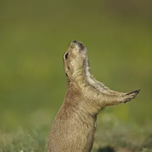 Blacktail Prairie Dog (Cynomys ludovicianus) engaging in Jump-yip behavior - A strong