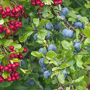 Blackthorn (Prunus spinosa) sloes and Hawthorn berries (Crataegus monogyna) Norfolk
