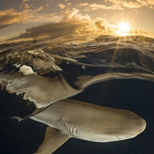 Blacktip reef shark (Carcharhinus melanopterus) swimming just below surface at sunset