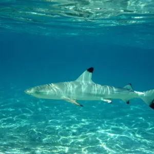 Blacktip reef shark juvenile print, Maldives Blacktip reef shark juvenile print, Maldives