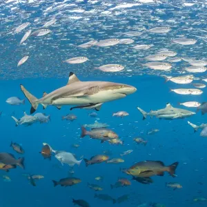 Blacktip reef shark swims through schools of fish, Misool Print Blacktip reef shark swims through schools of fish, Misool Print