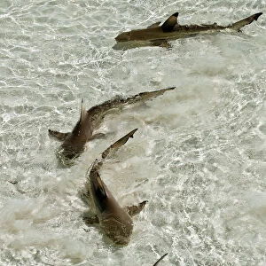 Blacktip reef sharks (Carcharhinus melanopterus) swimming in shallow crystal clear water