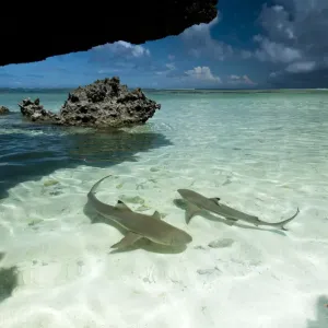 Blacktip reef sharks swimming in shallow crystal clear water Print Blacktip reef sharks swimming in shallow crystal clear water Print