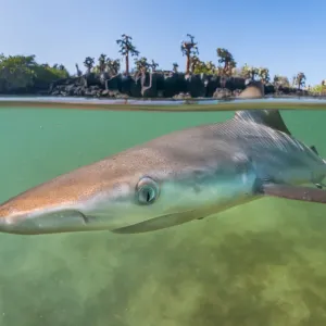 Tiburón picudo negro (Carcharhinus limbatus) cachorro en un tranquilo entrante, Santa Cruz. Tiburón picudo negro (Carcharhinus limbatus) cachorro en un tranquilo entrante, Santa Cruz.