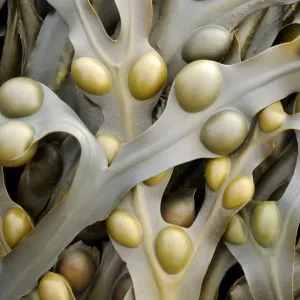 Bladder wrack {Fucus vesiculosus} seaweed. Sandymouth bay, Cornwall, UK. August