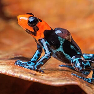 Blessed poison frog (Ranitomeya benedicta) male, carrying tadpoles on its back, transporting them to water, Yurimaguas, Alto Amazonas, Peru