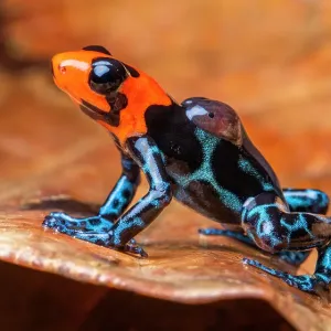 Blessed poison frog male carrying tadpoles print Blessed poison frog male carrying tadpoles print