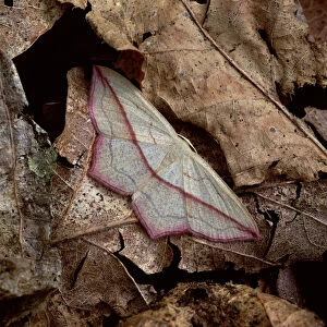 Blood-vein moth (Timandra griseata) on fallen leaves, Nottingham, UK, August