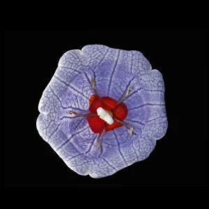 Bloody bellflower (Nesocodon mauritianus), female phase with red nectar surrounding stigma