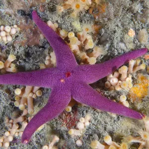 Stella marina di Henry (Henricia oculata). Les Dents, Sark, Isole britanniche del Canale, agosto. Stella marina di Henry (Henricia oculata). Les Dents, Sark, Isole britanniche del Canale, agosto.