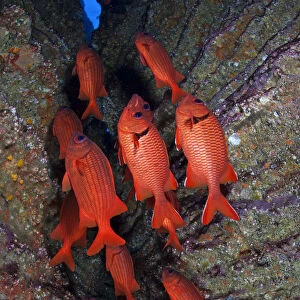 Blotcheye / Bigscale Soldierfish (Myripristis berndti), San Benedicto Island, Revillagigedo
