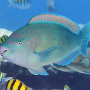 Blue-barred Parrotfish Print, El Pardito Island Blue-barred Parrotfish Print, El Pardito Island
