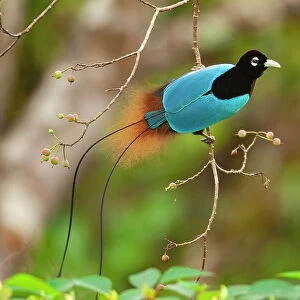 Blue bird of paradise (Paradisaea rudolphi) male, perched on branch, Tari Valley vicinity, Southern Highlands Province, Papua New Guinea