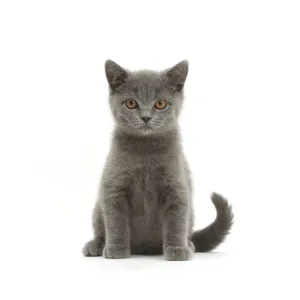 Blue British Shorthair kitten sitting