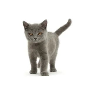 Blue British Shorthair kitten standing For sale as Framed Prints