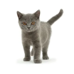 Blue British Shorthair kitten standing