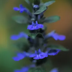 Blue bugle (Ajuga reptans) in flower, Bugleweed, Echternach, Mullerthal, Luxembourg Blue bugle (Ajuga reptans) in flower, Bugleweed, Echternach, Mullerthal, Luxembourg