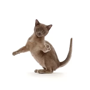 Blue Burmese kitten, swiping with a paw