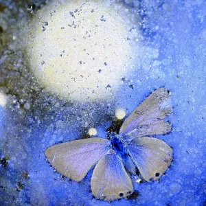 Papillon bleu (Lycaenidae) gelé dans la glace, Cortes de la Frontera, Parc naturel des Alcornocales. Papillon bleu (Lycaenidae) gelé dans la glace, Cortes de la Frontera, Parc naturel des Alcornocales.
