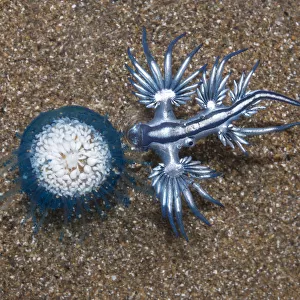 Blue dragon seaslug (Glaucus atlanticus) with Blue button hydroid colony (Porpita porpita
