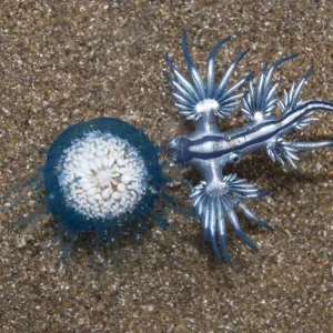 Blue dragon seaslug with Blue button hydroid colony Print Blue dragon seaslug with Blue button hydroid colony Print