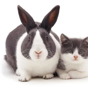 Blue Dutch rabbit with kitten with matching colouration