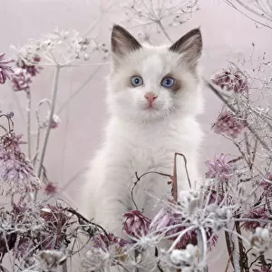 Blue-eyed bicolour ragdoll-cross kitten, Fergus, among frosty everlasting daisies