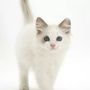 Blue-eyed Ragdoll kitten walking forward, against white background