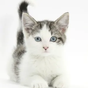 13-Week Blue Eyed Tabby and White Siberian Cross Kitten Print 13-Week Blue Eyed Tabby and White Siberian Cross Kitten Print