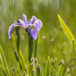 Blue flag iris (Iris versicolor) in flower, New Brunswick, Canada, June