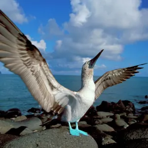 Blue footed booby displaying {Sula nebouxii} Galapagos Blue footed booby displaying {Sula nebouxii} Galapagos
