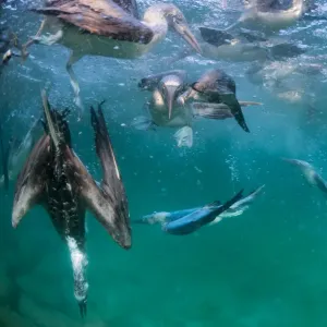 Blue-footed booby (Sula nebouxii), group fishing underwater. Itabaca Channel, Santa Cruz Island