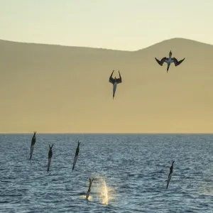 Blue-footed booby (Sula nebouxii), group of eight diving into sea to fish. Punta Gavilanes