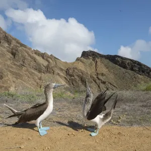 Blue-footed booby (Sula nebouxii), pair in courtship display. Punta Pitt, San Cristobal Island Blue-footed booby (Sula nebouxii), pair in courtship display. Punta Pitt, San Cristobal Island