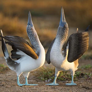 Blue-footed booby (Sula nebouxii) pair in courtship display, Santa Cruz Island, Galapagos