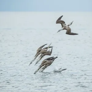 Blue-footed booby (Sula nebouxii), group diving into sea Blue-footed booby (Sula nebouxii), group diving into sea