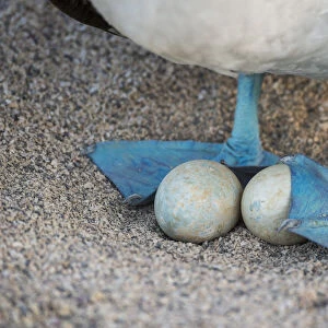 Blue-footed booby (Sula nebouxii), incubating eggs with webbed feet, Seymour Island