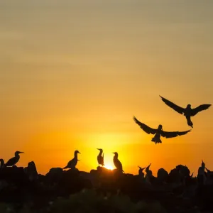 Blue-footed booby colony print at sunset Blue-footed booby colony print at sunset