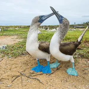 Tui De Roy - A Lifetime in Galapagos