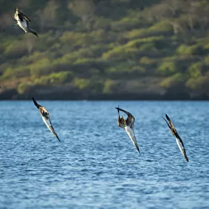 Blue-footed booby (Sula nebouxii), six diving into sea. Espumilla Beach, Santiago Island, Galapagos