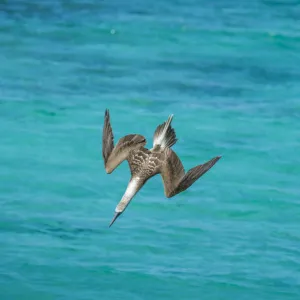 Blue-footed booby (Sula nebouxii) diving towards sea, folding wings. Northeast coast