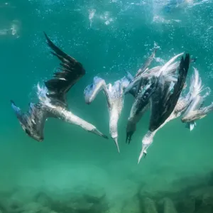 Blue-footed booby (Sula nebouxii) group feeding underwater, Tabaca Channel Blue-footed booby (Sula nebouxii) group feeding underwater, Tabaca Channel